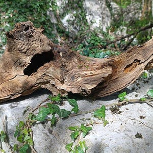 Home Decor, Office Decor, Terrarium Decor, Driftwood Art, Natural Wood Sculpture, Driftwood Sculpture, Aquarium Decor